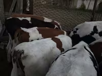 सांड, Swiss cattle — फ़ोटो 1
