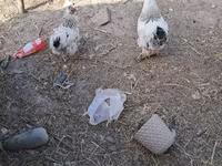 براهما — الصورة 1