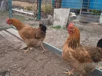 Chickens — Foto 2