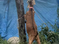 Cabro, Nubian Goat — foto 3