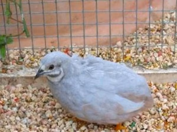 Расписной (китайский)