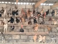 Chickens — 3-rasm