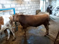 公牛, Red-spotted breed — 照片 4