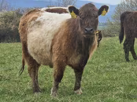 Cow, Galloway cow — photo 4