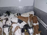 Bulle, Simmental cattle — Foto 1