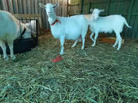 母山羊, Saanen goat — 照片 7