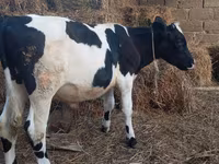 Bulle, Russian Black pied cattle — Foto 3
