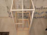 Papuqay,dovşan,hamster,şinşila,bildirçin,cücə,xamyak,pişik,quş,tısbağa — 5-rasm