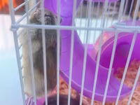 Cırtdan hamsterlər üçün komplekt qəfəs dəsti - Rəng: bənövşəyi — 3-сурет