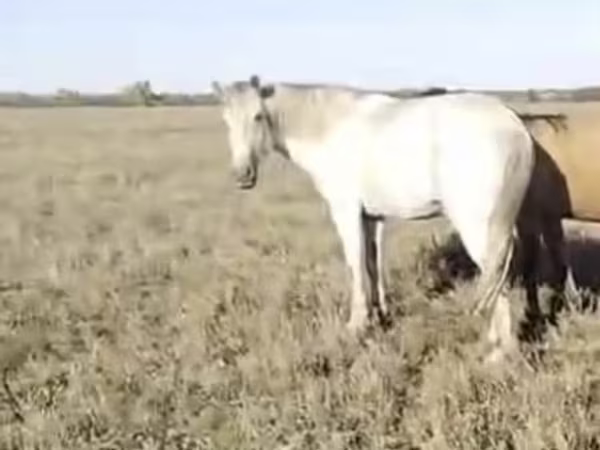 Horse (M), Horses