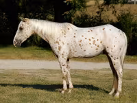 حصان, Appaloosa — الصورة 4