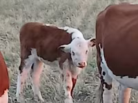 Cattle (batch, sex not specified), Kazakh White-headed cow — photo 3