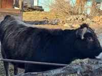Kuh, Swiss cattle — Foto 4