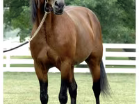 Caballo, Standardbred — foto 3