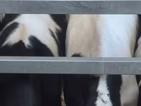 Бұқа, Russian Black pied cattle — 3-сурет