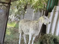 كبش, الأغنام — الصورة 1