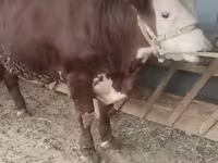 Toro, Hereford — foto 4