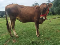 Vaca, Raza Alatau — foto 4