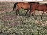 Caballos (lote, sexo no especificado), Horse breed — foto 3