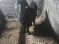 Goat, Goats — photo 6