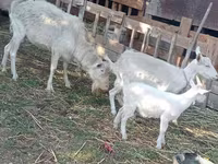عنزة, Dutch Landrace goats — الصورة 3
