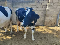 Kuh, Russian Black pied cattle — Foto 2