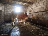 Vaca, Simmental cattle — foto 1