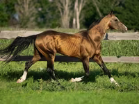 Кінь, Akhal-Teke — фото 3