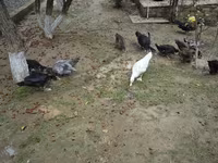 Ducks — photo 2