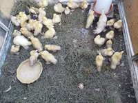 Ducks — photo 1