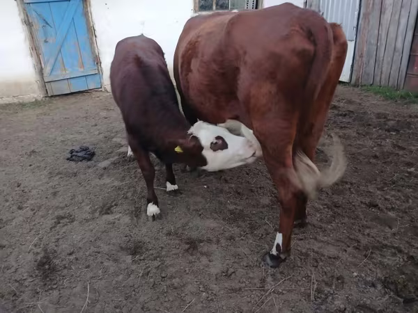 Kuh, Simmental cattle