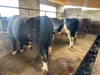 Bulle, Aberdeen-Angus — Foto 1