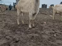 Ziege, Saanen goat — Foto 2