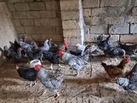 Chickens — photo 6