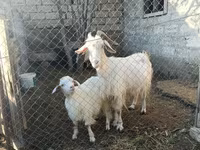 Cabro, Cabras — foto 2