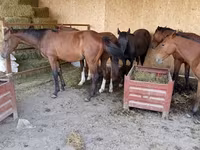 Caballo, Caballos — foto 2