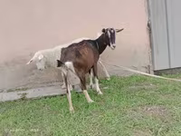 Ешкі, Alpine goat — 1-сурет