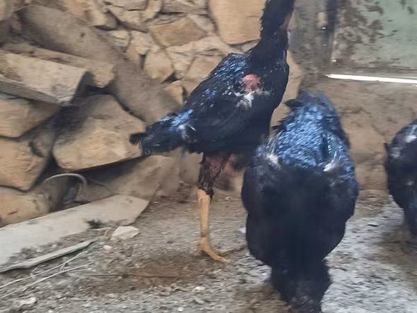 Шамо кури