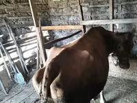 Vaca, Simmental cattle — foto 4