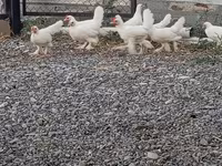 Chickens — 照片 2