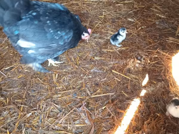 Japanisches Bantam