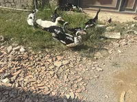 Ducks — Foto 1