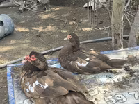 pato criollo doméstico — foto 5