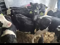 Bulle, Simmental cattle — Foto 2
