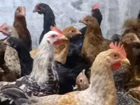 Chickens — Foto 1