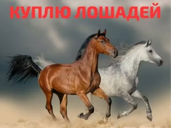 Yegua, Caballos