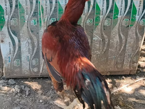 Chickens