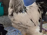 Brahma — foto 2