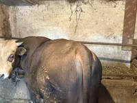 Toro, Ganado vacuno — foto 5