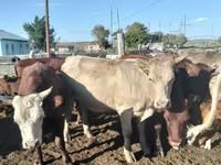 公牛, Kazakh White-headed cow — 照片 8